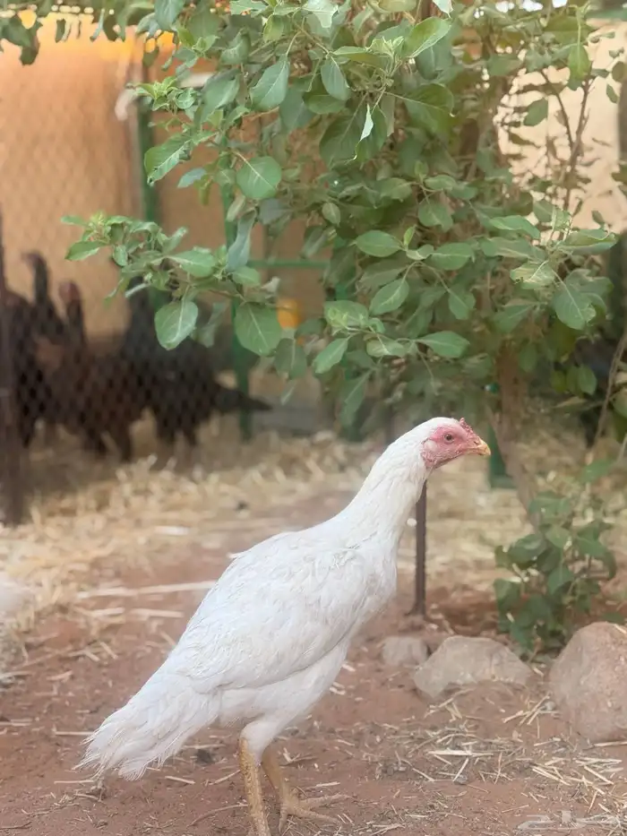 طقم دجاج باكستاني 6