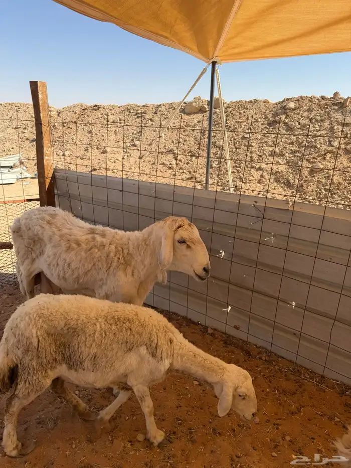 للبيع خروف تام فحل مشروط الصحة شرط تم البيع تم البيع 2