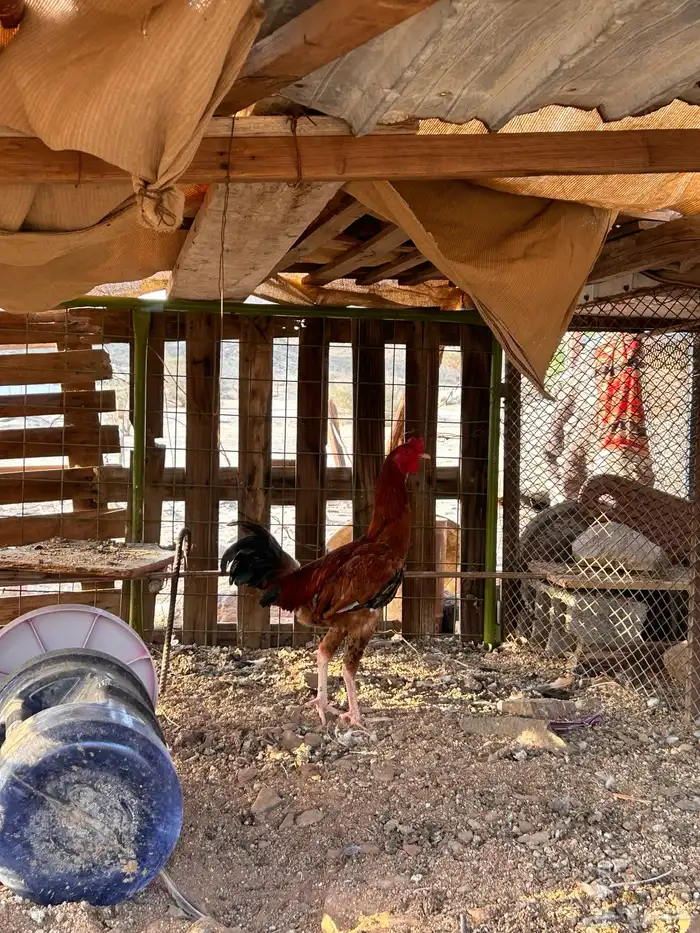 ديك باكستاني 0