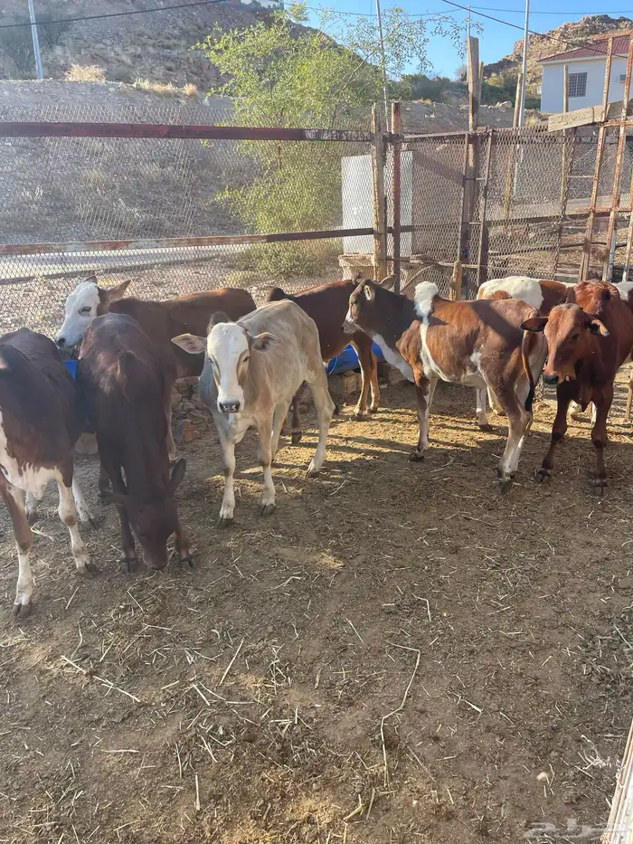 حسلان بلدي 0