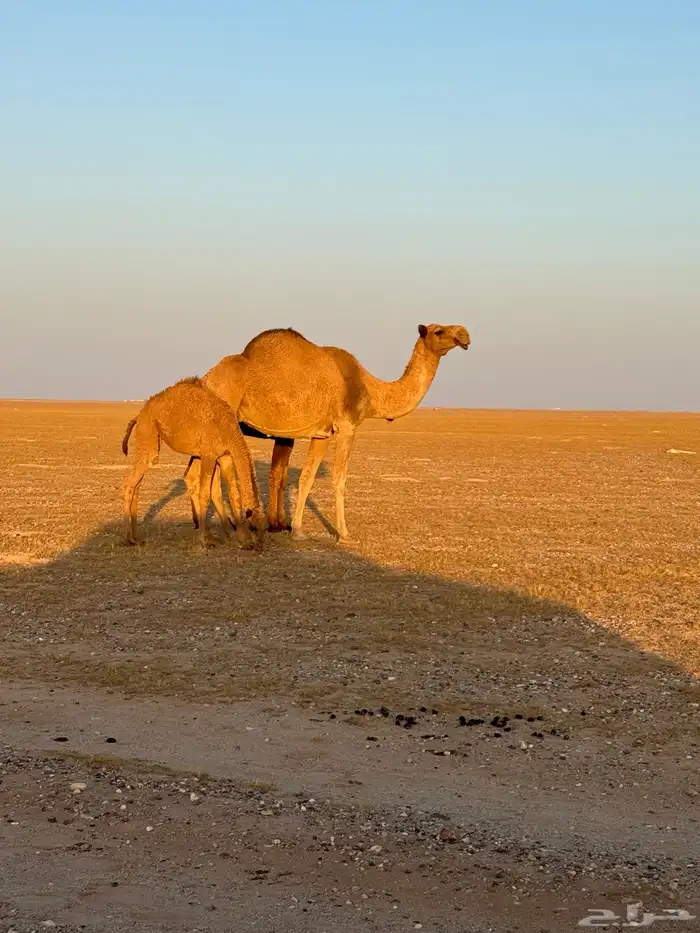 رحول وخلفه للبيع 0