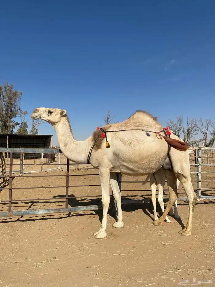 للبيع خلفه على جميع الشروط 1