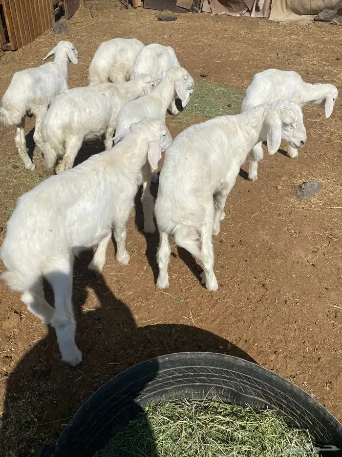 طليان تربية 2