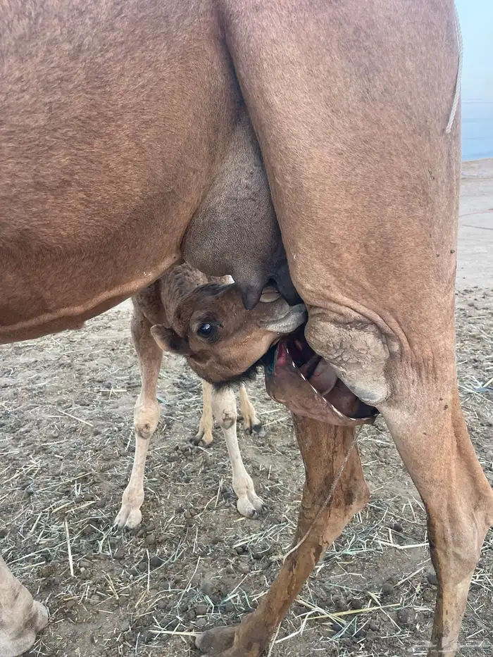 ثنتين خلفات ساحلية وعادية ابل طيبه تبارك الرحمن تم البيع 11