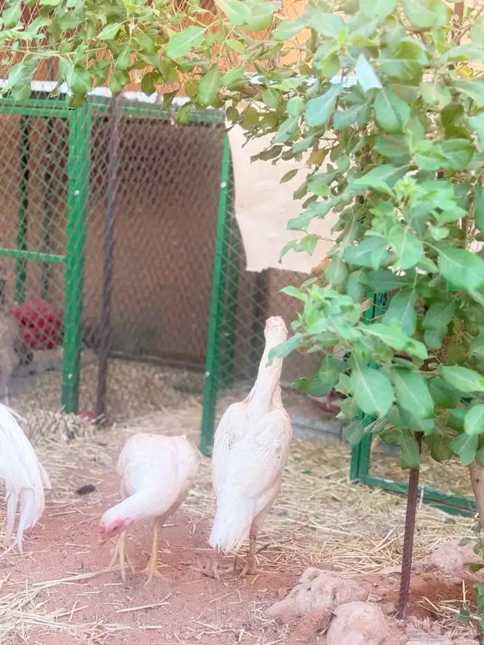 طقم دجاج باكستاني 5