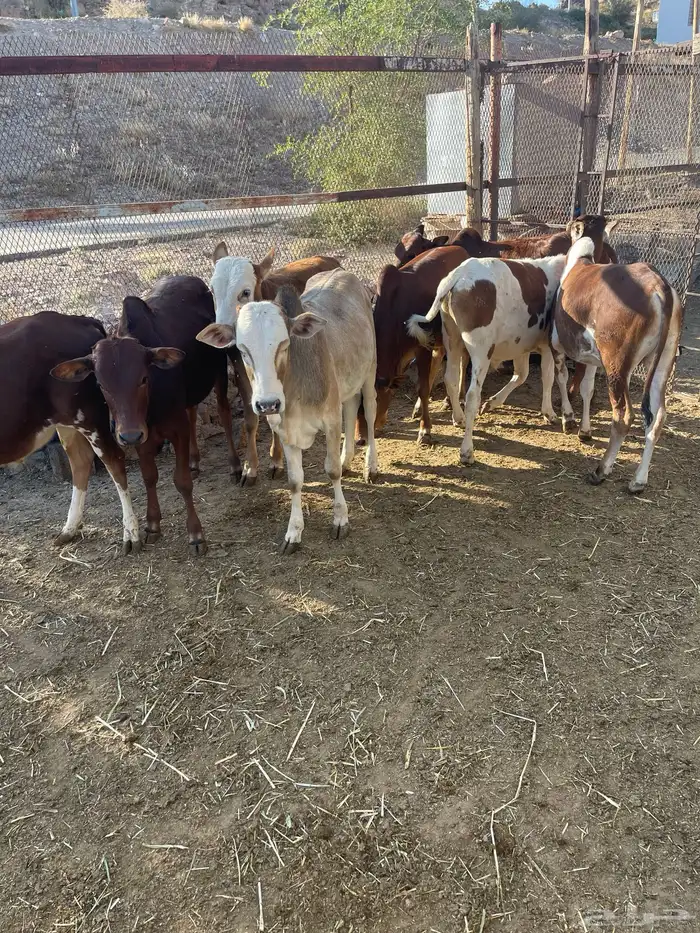 حسلان بلدي 2