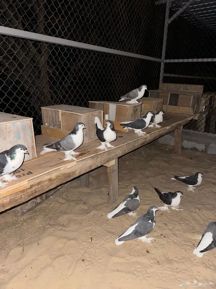 حمام شيرازي اللاهوري 0