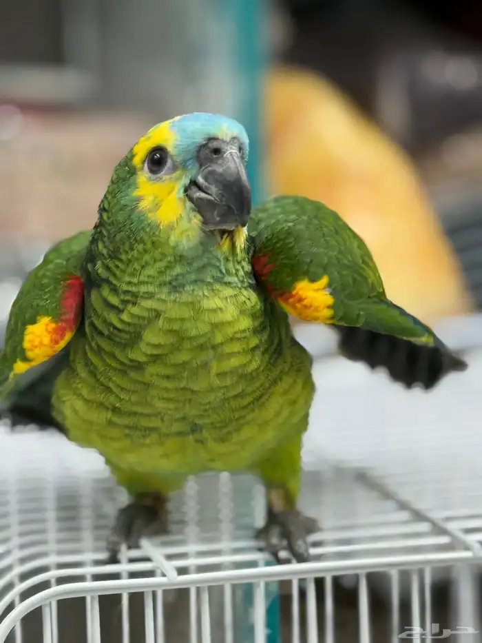 فرخ امازون بلوفرنتد 1