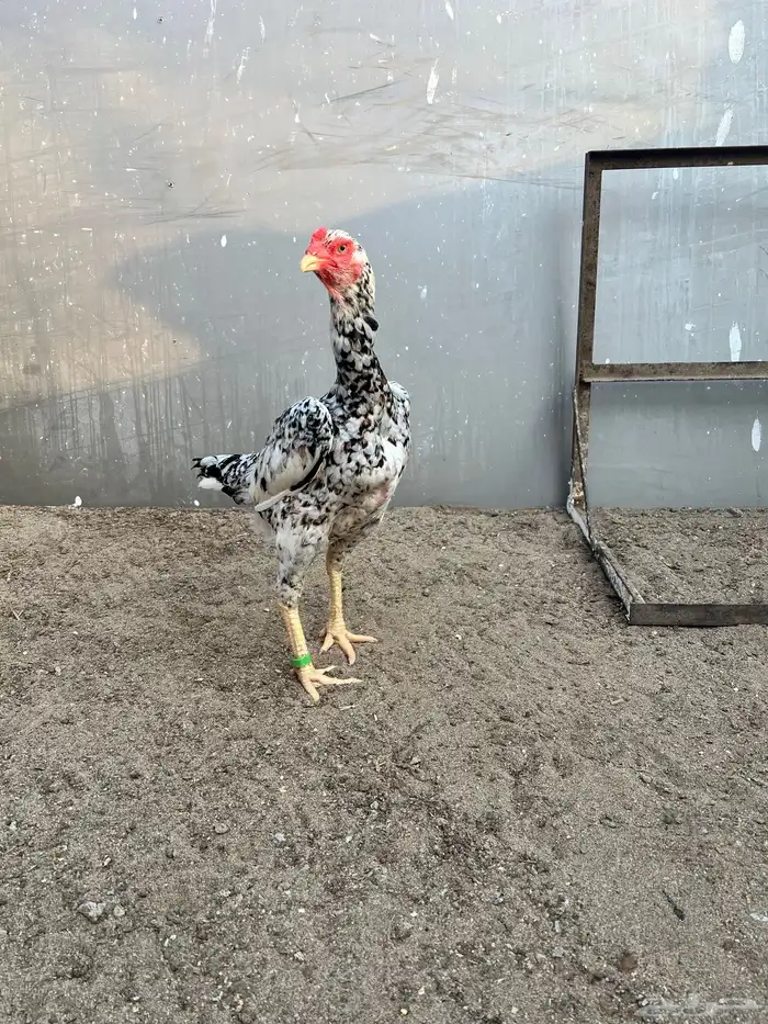 زوج شامو ياباني 1