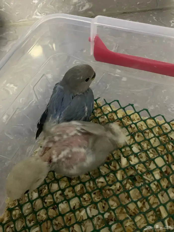 4 فروخ روز للبيع 1