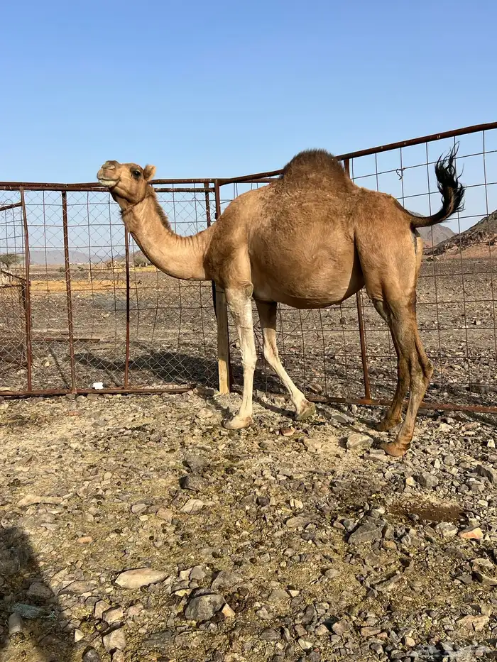 لقحات حمر يولدن من 5800 تم البيع 1