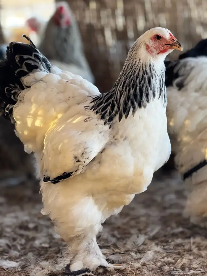 براهما كولمبي لايت سلالة كونك 1