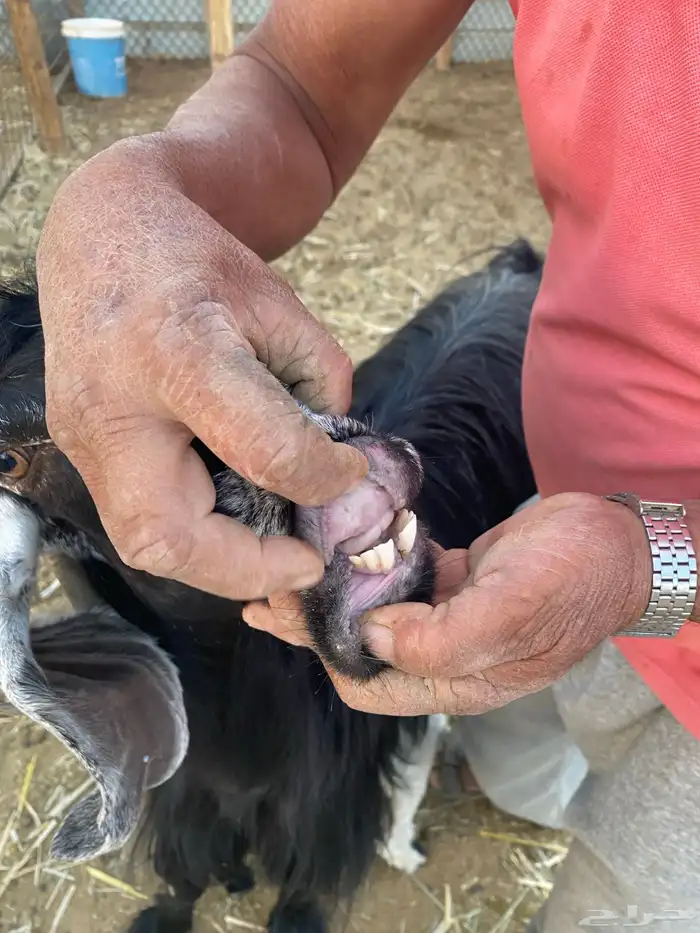 عنز عارضيه متاوم 5