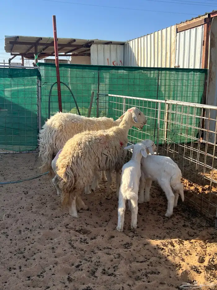 حريات حرش رباعيات مواليد 4