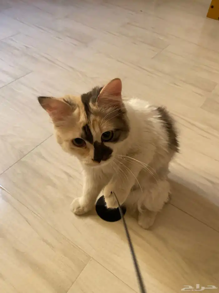قطه للتبني شيرازي كاليكو 1
