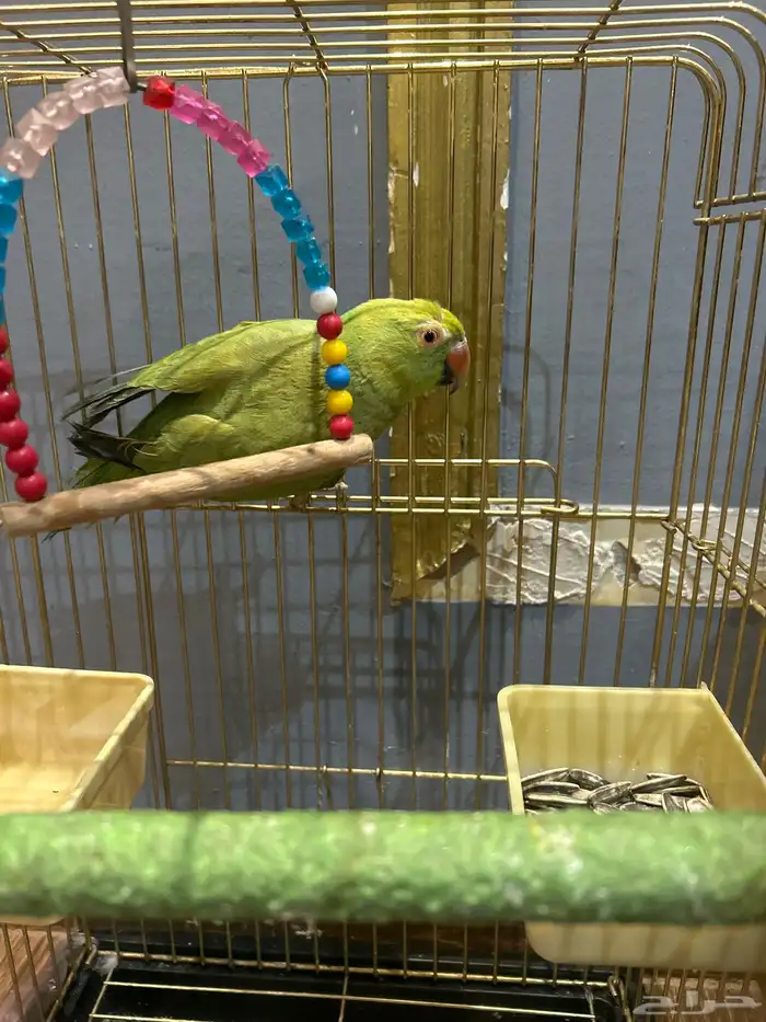ببغاء درة انثى مع القفص 0