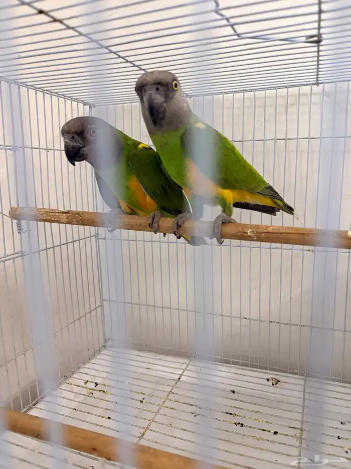 بغبغاء سينغالي 5