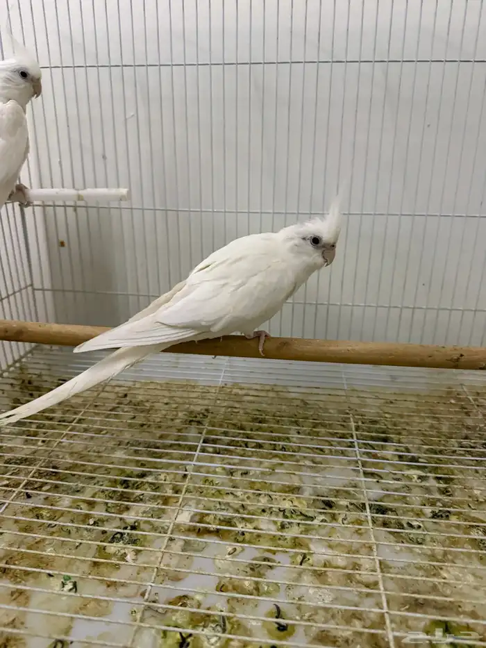 اجواز كروان منتجه 10