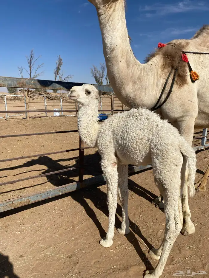 للبيع خلفه على جميع الشروط 2