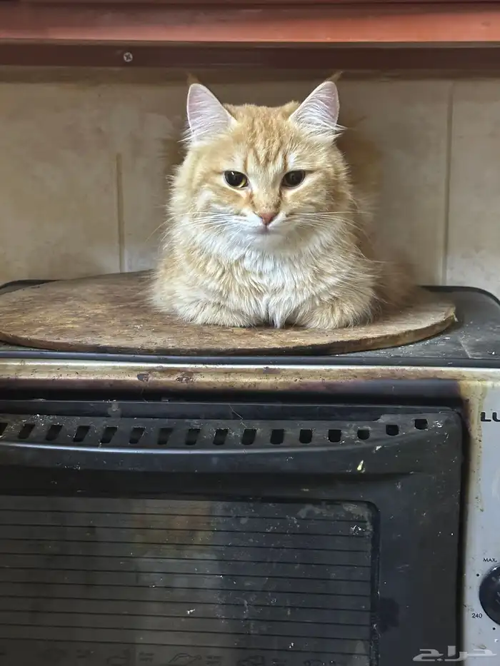 قطط للتبني مجانا 0