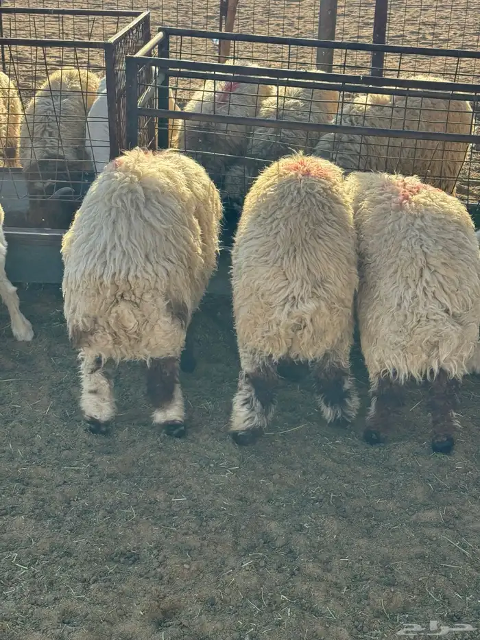 طليان نعيم وحري ذبايح للمناسبات والزواجات ذبح وتوصيل مجانا 2