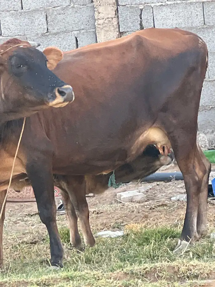 بقر للبيع 12