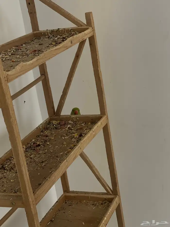 بغبغاء دره هندي البيع اثنين العمر4شهور يمكن على اسوم اثنين 6