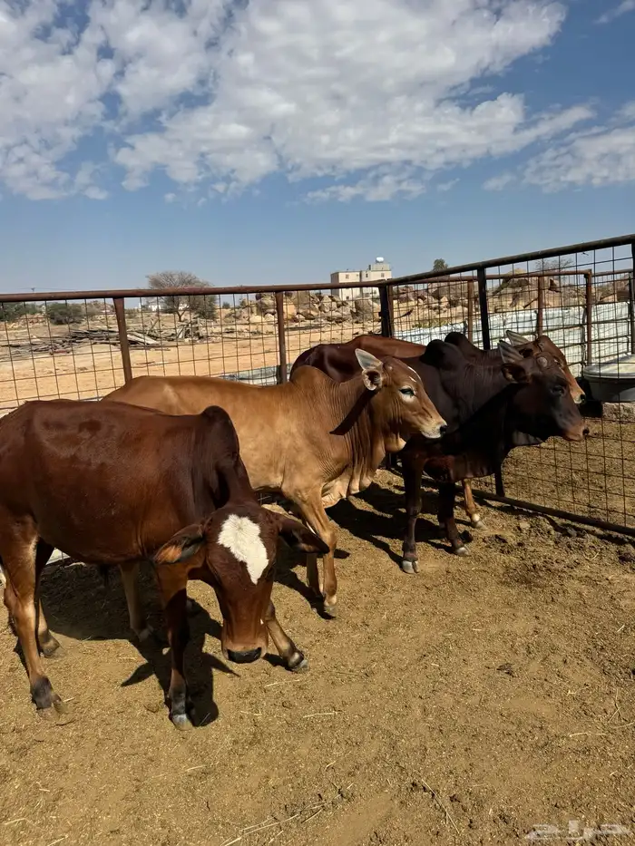 حسلان بلدي للبيع 2