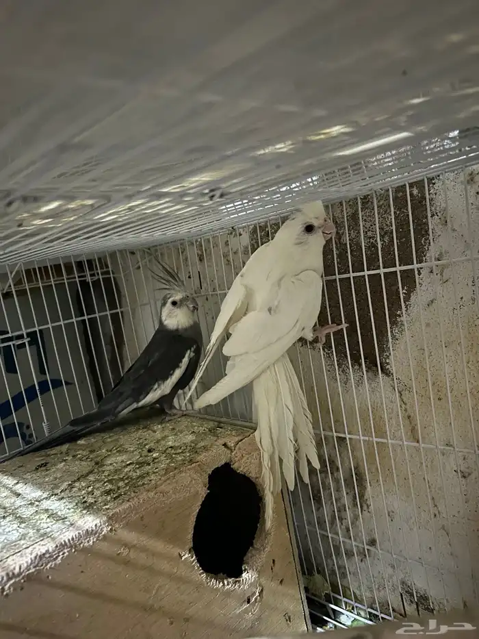 سلام عليكم جوز كروان 0