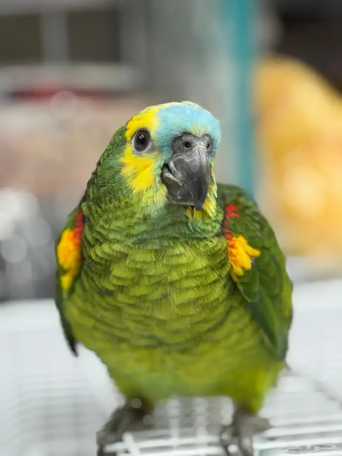 فرخ امازون بلوفرنتد 2