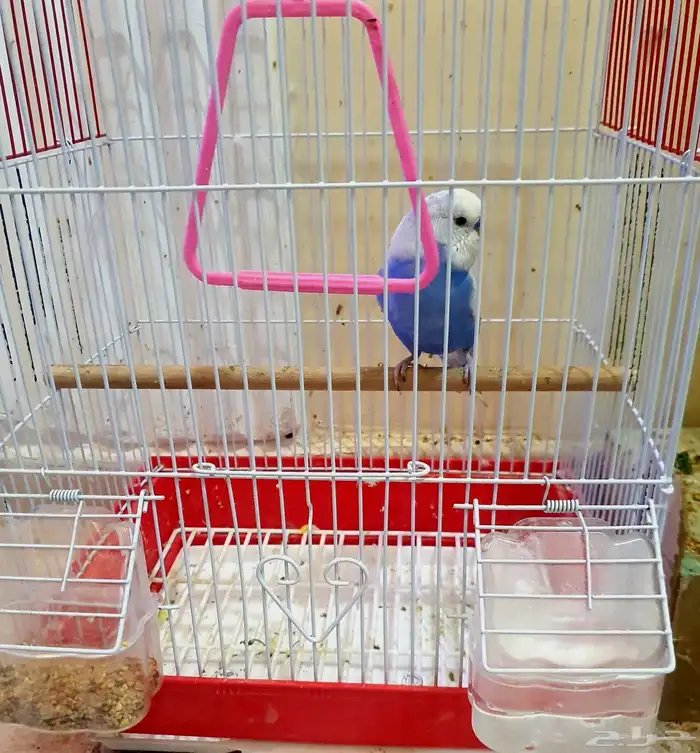 طير بادجي ذكر 3