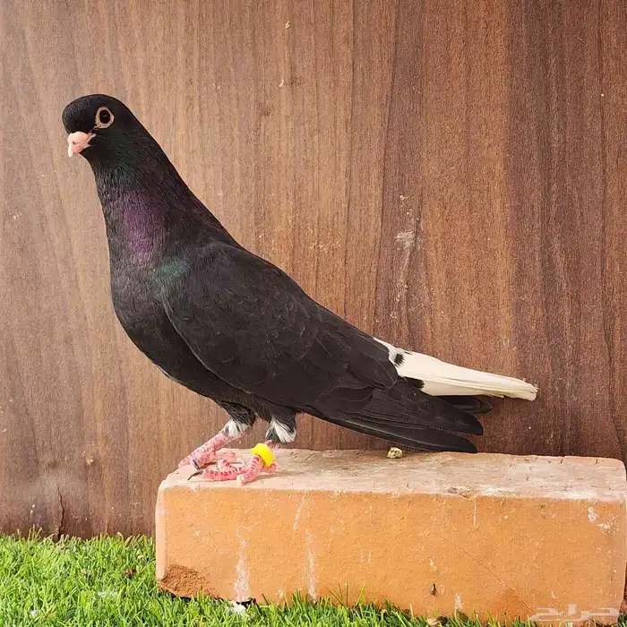 قطيفي اسود ذنباوي ( تم البيع ) 0