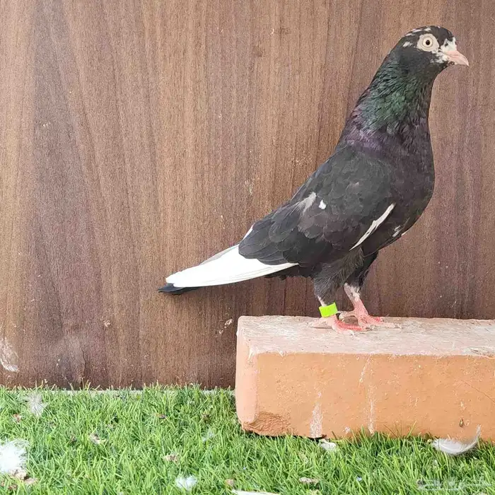 انثى منتجه 0