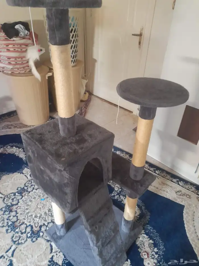 بيت قطط جديد 2