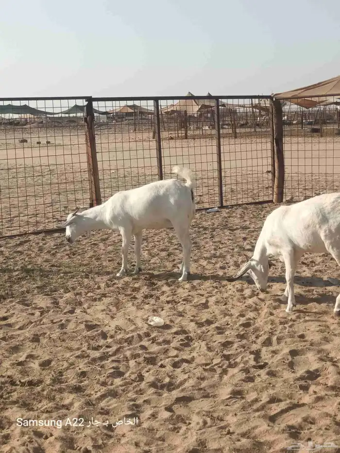 معزاء بيشيات برص طيبه 8