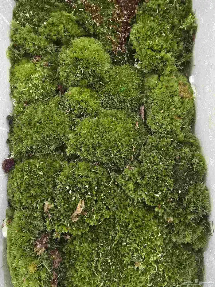 نباتات تيراريوم متنو عة 8