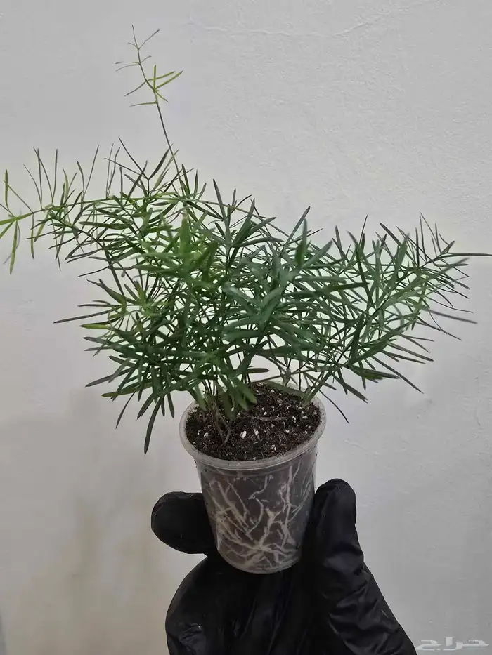 نباتات تيراريوم متنو عة 3