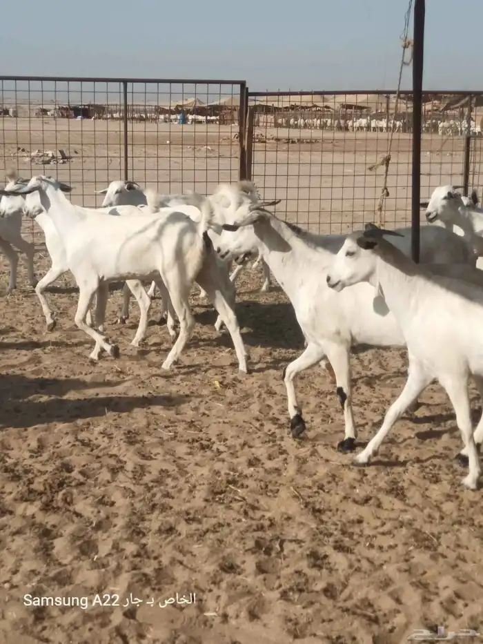 معزاء بيشيات برص طيبه 9