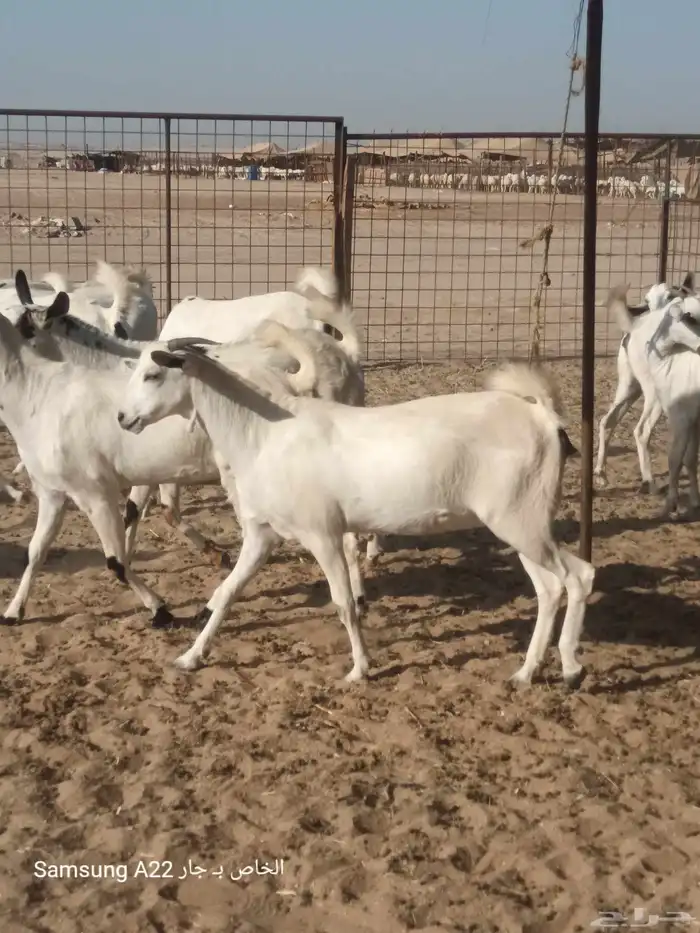 معزاء بيشيات برص طيبه 0