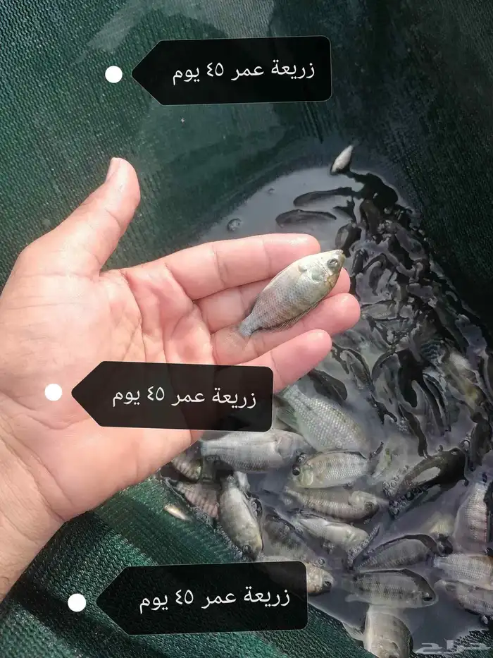 زريعة بلطي نيلي وحيد جنس ذكور الموقع القنفذه 0