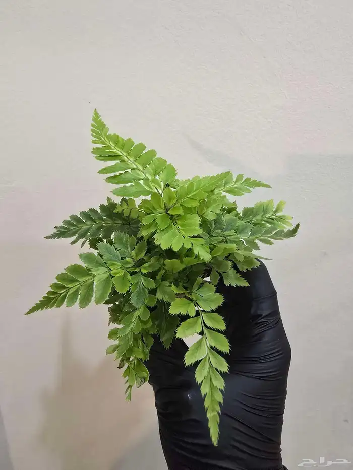 نباتات تيراريوم متنو عة 7