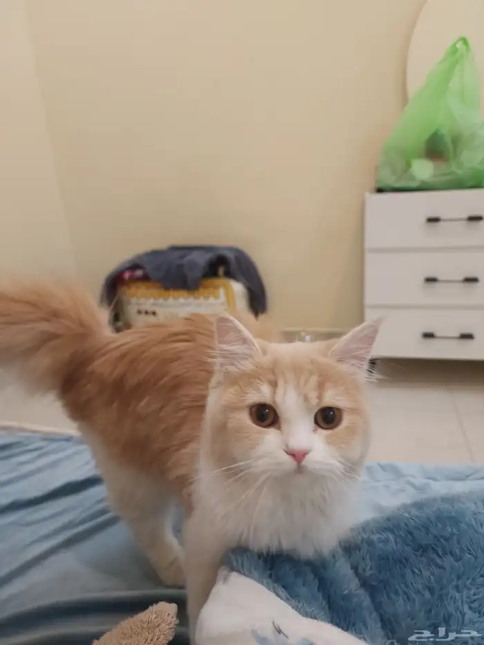 قط اليف جدآ للبيع متواجد في حي المملكه 0