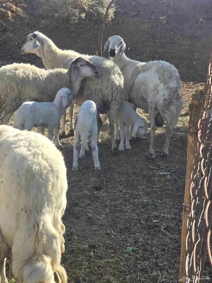 غنم حريات حرش 2