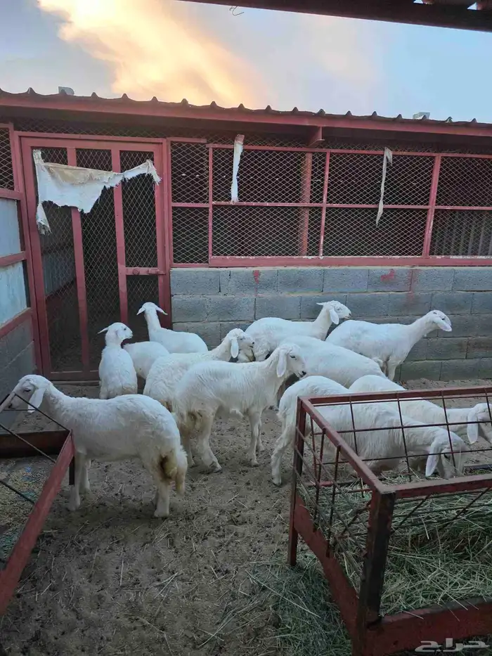 ذبائح النشاما 3