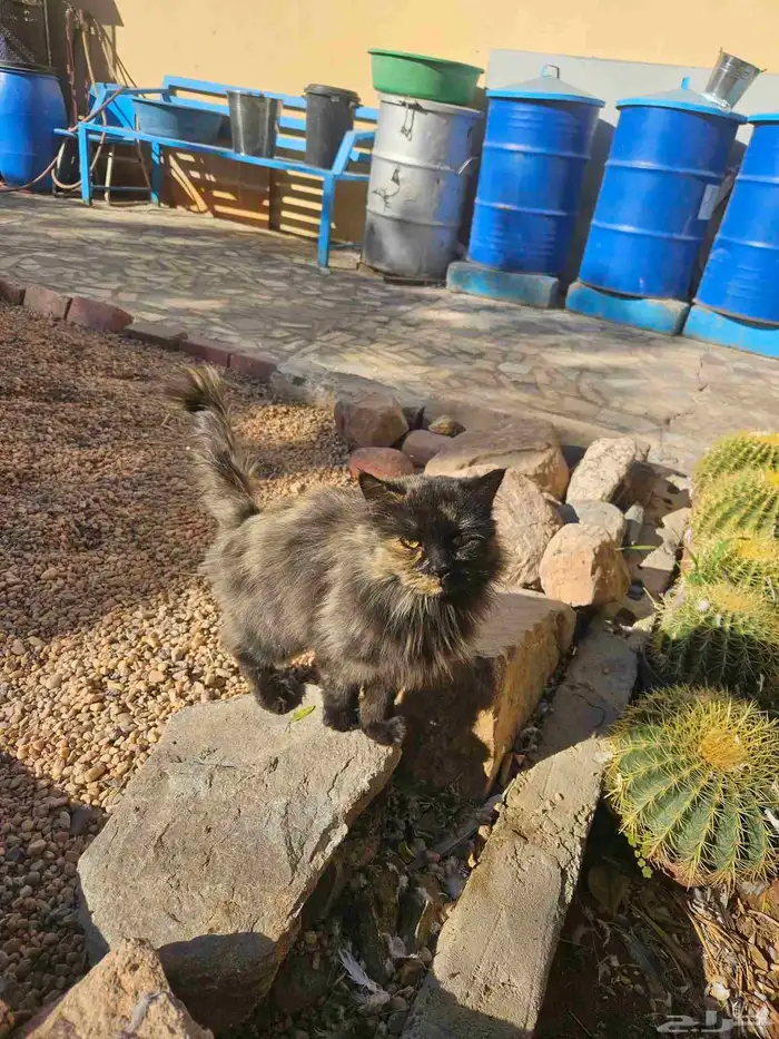 قطه للبيع اليفه السعر100 1