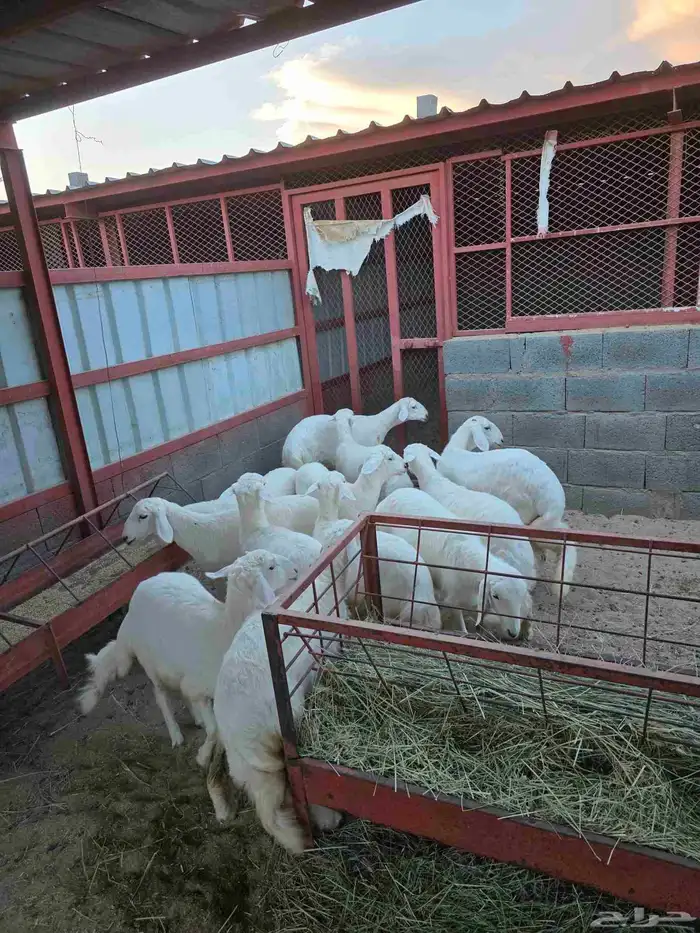 ذبائح النشاما 2