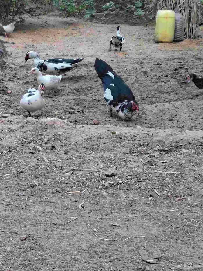 للبيع بط مصري 2