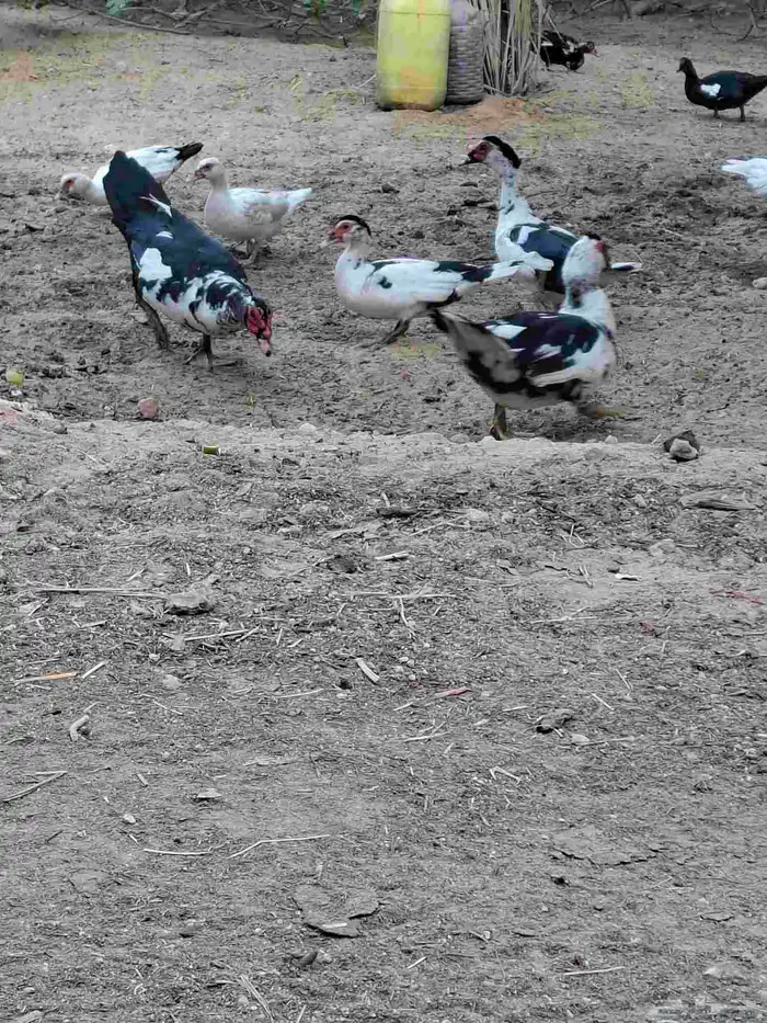 للبيع بط مصري 1