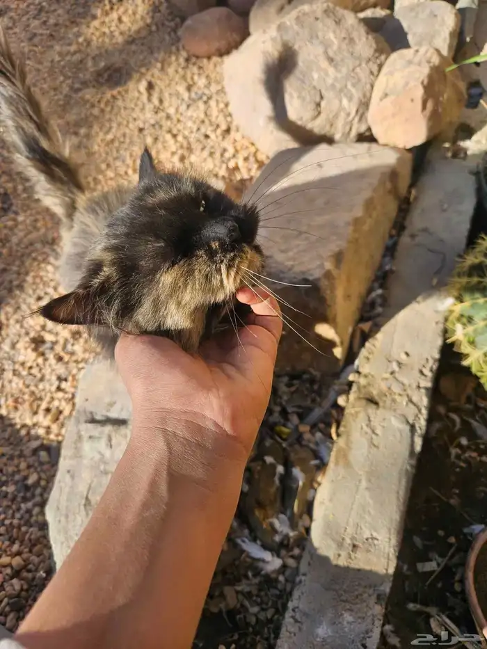 قطه للبيع اليفه السعر100 0