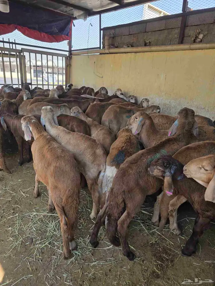 سواكني حمري 0